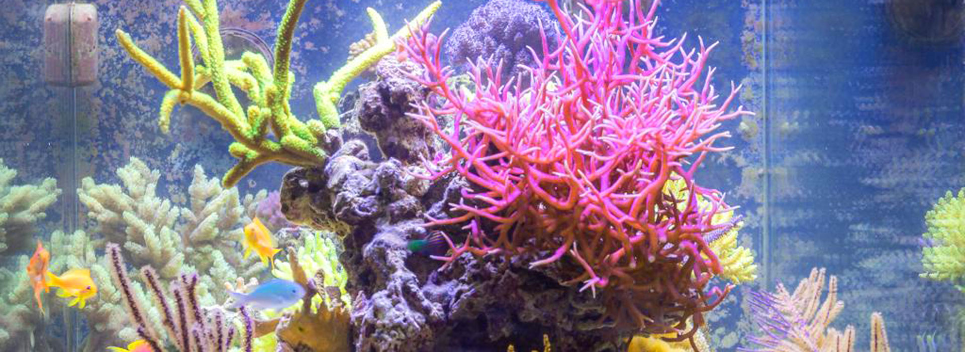 coralli-vivi-coraldream