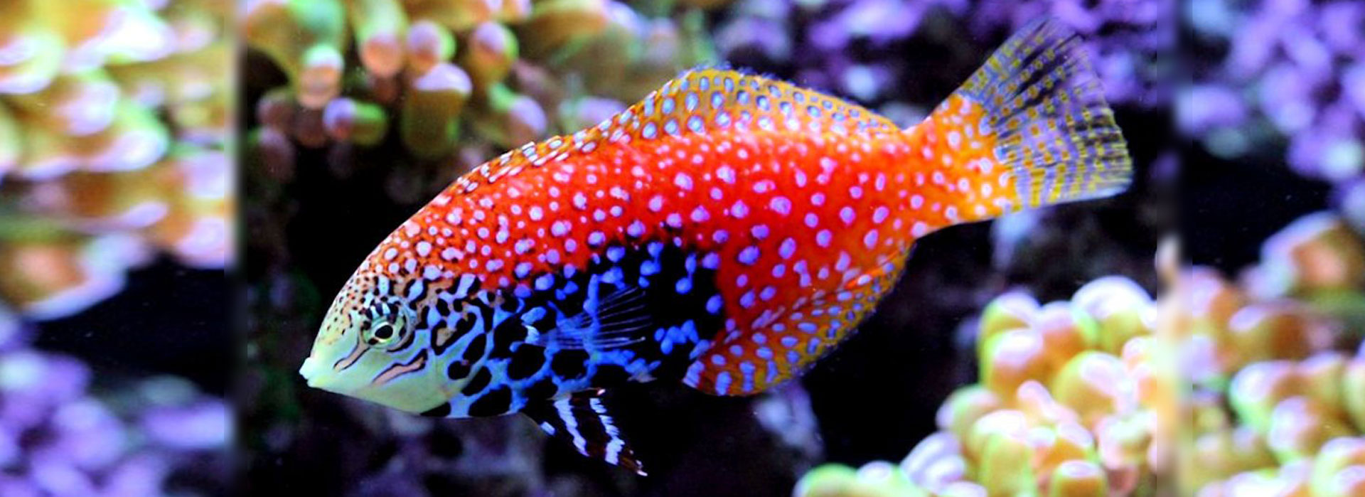 pesci tropical marini coraldream